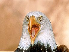  Adler-Schrei 